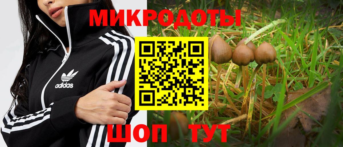 Галлюциногенные грибы Psilocybine cubensis Иваново
